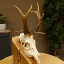 Rehbock abnormes Reh mit ganzer Nase Bock Geweih Rehgeweih 608.143