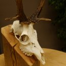 Rehbock abnormes Reh mit ganzer Nase Bock Geweih Rehgeweih 608.143