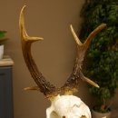 Rehbock abnormes Reh mit ganzer Nase Bock Geweih Rehgeweih 608.143