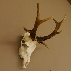 Rehbock abnormes Reh mit ganzer Nase Bock Geweih Rehgeweih 608.143