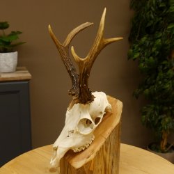 Rehbock abnormes Reh mit ganzer Nase Bock Geweih Rehgeweih 608.143