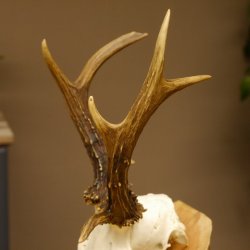 Rehbock abnormes Reh mit ganzer Nase Bock Geweih Rehgeweih 608.143