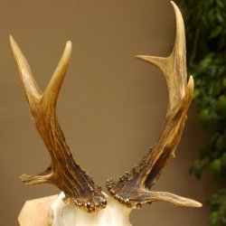 Rehbock abnormes Reh mit ganzer Nase Bock Geweih Rehgeweih 608.143