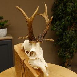 Rehbock abnormes Reh mit ganzer Nase Bock Geweih Rehgeweih 608.143