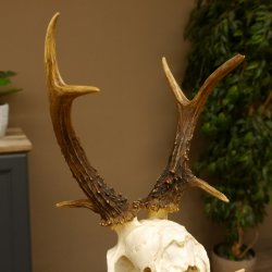 Rehbock abnormes Reh mit ganzer Nase Bock Geweih Rehgeweih 608.143