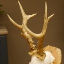 Rehbock abnormes Reh mit ganzer Nase Bock Geweih Rehgeweih 608.144