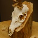 Rehbock abnormes Reh mit ganzer Nase Bock Geweih Rehgeweih 608.144