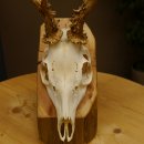 Rehbock abnormes Reh mit ganzer Nase Bock Geweih Rehgeweih 608.144