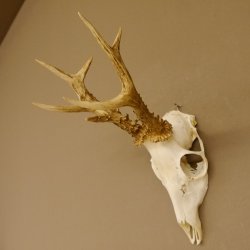 Rehbock abnormes Reh mit ganzer Nase Bock Geweih Rehgeweih 608.144