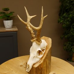 Rehbock abnormes Reh mit ganzer Nase Bock Geweih Rehgeweih 608.144