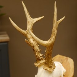 Rehbock abnormes Reh mit ganzer Nase Bock Geweih Rehgeweih 608.144