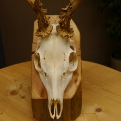 Rehbock abnormes Reh mit ganzer Nase Bock Geweih Rehgeweih 608.144