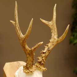 Rehbock abnormes Reh mit ganzer Nase Bock Geweih Rehgeweih 608.144