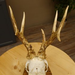 Rehbock abnormes Reh mit ganzer Nase Bock Geweih Rehgeweih 608.144