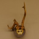 Rehbock abnormes Reh Bock Geweih Rehgeweih auf...