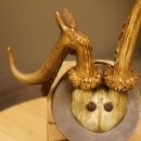 Rehbock abnormes Reh Bock Geweih Rehgeweih auf Trophäenschild 608.145