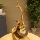 Rehbock abnormes Reh Bock Geweih Rehgeweih auf Trophäenschild 608.145