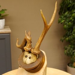 Rehbock abnormes Reh Bock Geweih Rehgeweih auf Trophäenschild 608.145