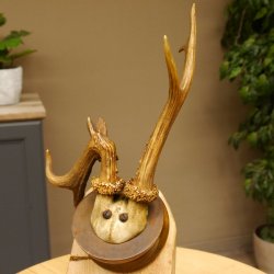 Rehbock abnormes Reh Bock Geweih Rehgeweih auf Trophäenschild 608.145