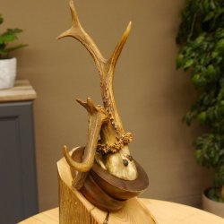 Rehbock abnormes Reh Bock Geweih Rehgeweih auf Trophäenschild 608.145