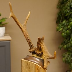 Rehbock abnormes Reh Bock Geweih Rehgeweih auf Trophäenschild 608.145