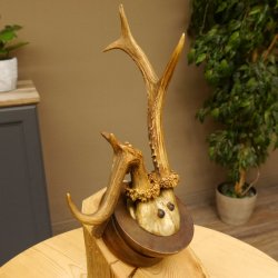 Rehbock abnormes Reh Bock Geweih Rehgeweih auf Trophäenschild 608.145