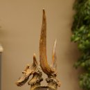 Rehbock abnormes Reh Bock Geweih Rehgeweih auf Trophäenschild 608.146