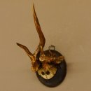 Rehbock abnormes Reh Bock Geweih Rehgeweih auf...