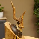 Rehbock abnormes Reh Bock Geweih Rehgeweih auf Trophäenschild 608.146