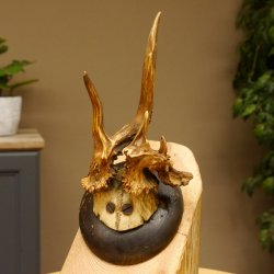 Rehbock abnormes Reh Bock Geweih Rehgeweih auf Trophäenschild 608.146