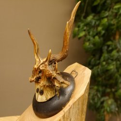 Rehbock abnormes Reh Bock Geweih Rehgeweih auf Trophäenschild 608.146