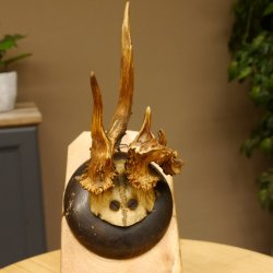 Rehbock abnormes Reh Bock Geweih Rehgeweih auf Trophäenschild 608.146