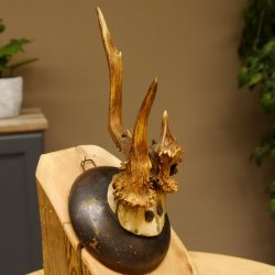 Rehbock abnormes Reh Bock Geweih Rehgeweih auf Trophäenschild 608.146