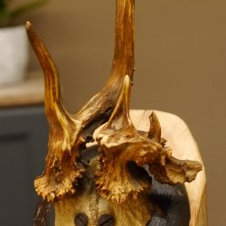 Rehbock abnormes Reh Bock Geweih Rehgeweih auf Trophäenschild 608.146