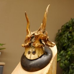 Rehbock abnormes Reh Bock Geweih Rehgeweih auf Trophäenschild 608.146