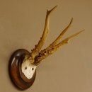 Rehbock abnormes Reh Bock Geweih Rehgeweih auf...