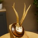 Rehbock abnormes Reh Bock Geweih Rehgeweih auf Trophäenschild 608.147