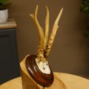 Rehbock abnormes Reh Bock Geweih Rehgeweih auf Trophäenschild 608.147