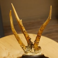 Rehbock abnormes Reh Bock Geweih Rehgeweih auf Trophäenschild 608.147