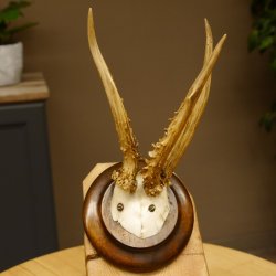 Rehbock abnormes Reh Bock Geweih Rehgeweih auf Trophäenschild 608.147