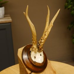 Rehbock abnormes Reh Bock Geweih Rehgeweih auf Trophäenschild 608.147