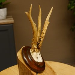Rehbock abnormes Reh Bock Geweih Rehgeweih auf Trophäenschild 608.147
