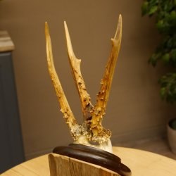 Rehbock abnormes Reh Bock Geweih Rehgeweih auf Trophäenschild 608.147