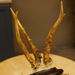 Rehbock abnormes Reh Bock Geweih Rehgeweih auf Trophäenschild 608.147