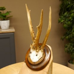 Rehbock abnormes Reh Bock Geweih Rehgeweih auf Trophäenschild 608.147