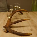 Schnapsanbieter 5x kleine Gläser Steckglas mit Stiel auf Rothirschstange Edelweiss Verzierung 27.60.2.50