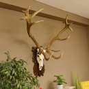 Rothirschgeweih 16 ender Hirsch Höhe 124 cm...