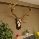 Rothirschgeweih 16 ender Hirsch Höhe 124 cm...