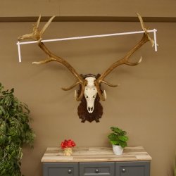 Rothirschgeweih 16 ender Hirsch Höhe 124 cm Hirschgeweih Geweih geschnitztem Trophäenschild 70.1019