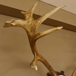 Rothirschgeweih 16 ender Hirsch Höhe 124 cm Hirschgeweih Geweih geschnitztem Trophäenschild 70.1019